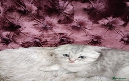 British Shorthair cats for sale: Gorgeous kittens for sale  - Image 10
