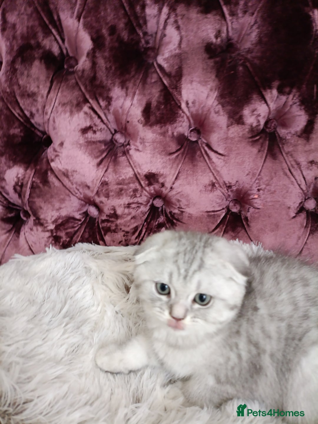 British Shorthair cats for sale: Gorgeous kittens for sale  - Image 10