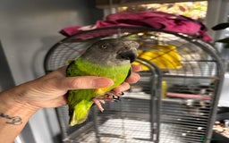 Parrots birds for sale: Beautiful female Senegal parrot for sale - Image 6