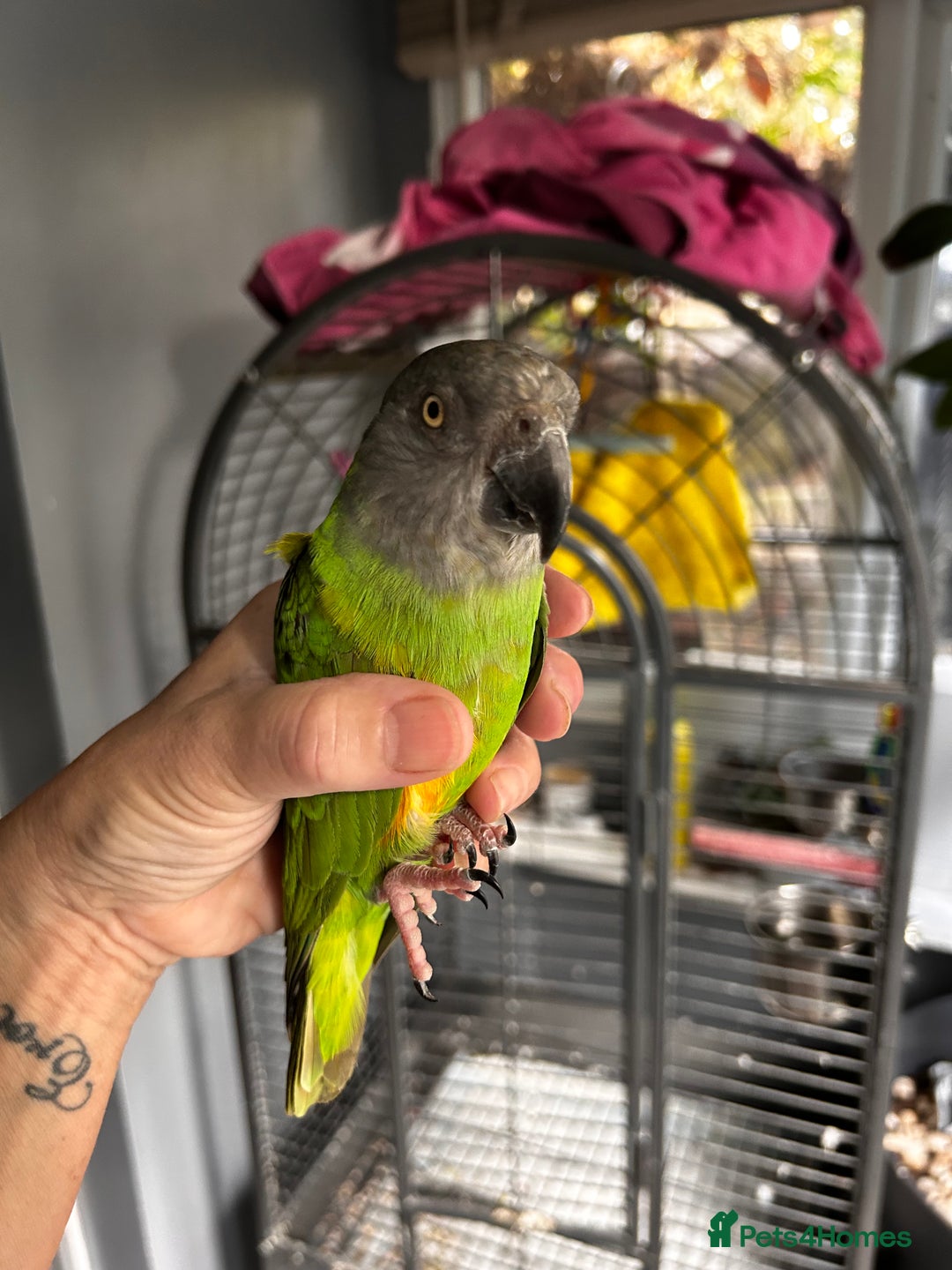 Parrots birds for sale: Beautiful female Senegal parrot for sale - Image 6