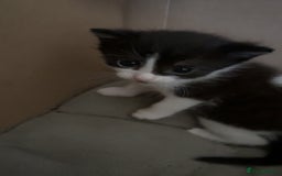 Mixed Breed cats for sale: Two female mixed kittens for sale - Image 13
