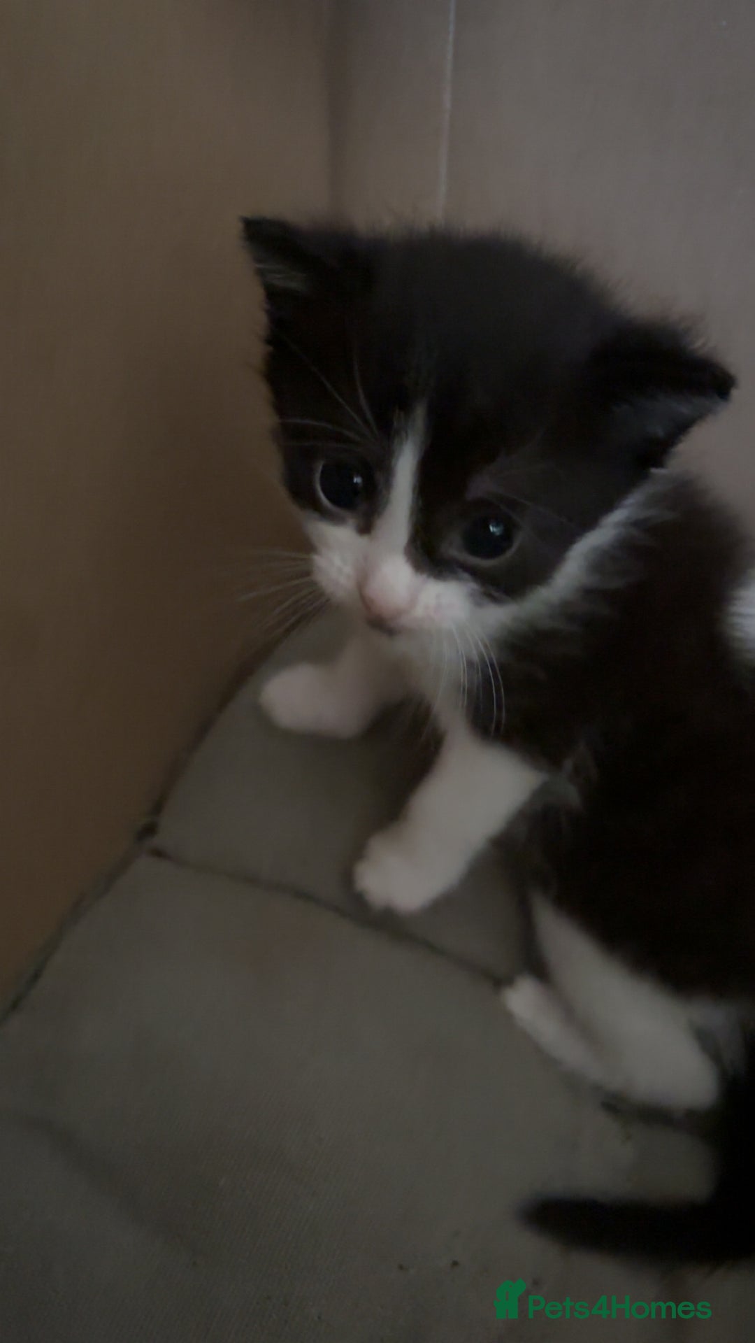 Mixed Breed cats for sale: Two female mixed kittens for sale - Image 13