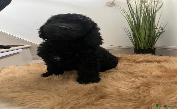 Cockapoo dogs - Advert 1