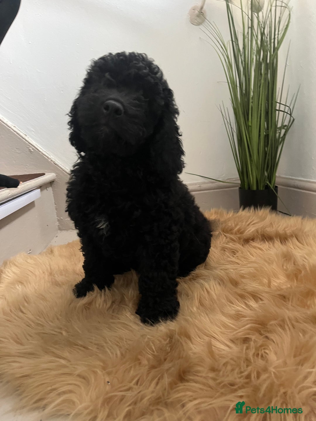 Cockapoo dogs for sale: Beautiful cockapoo Puppies - Image 1