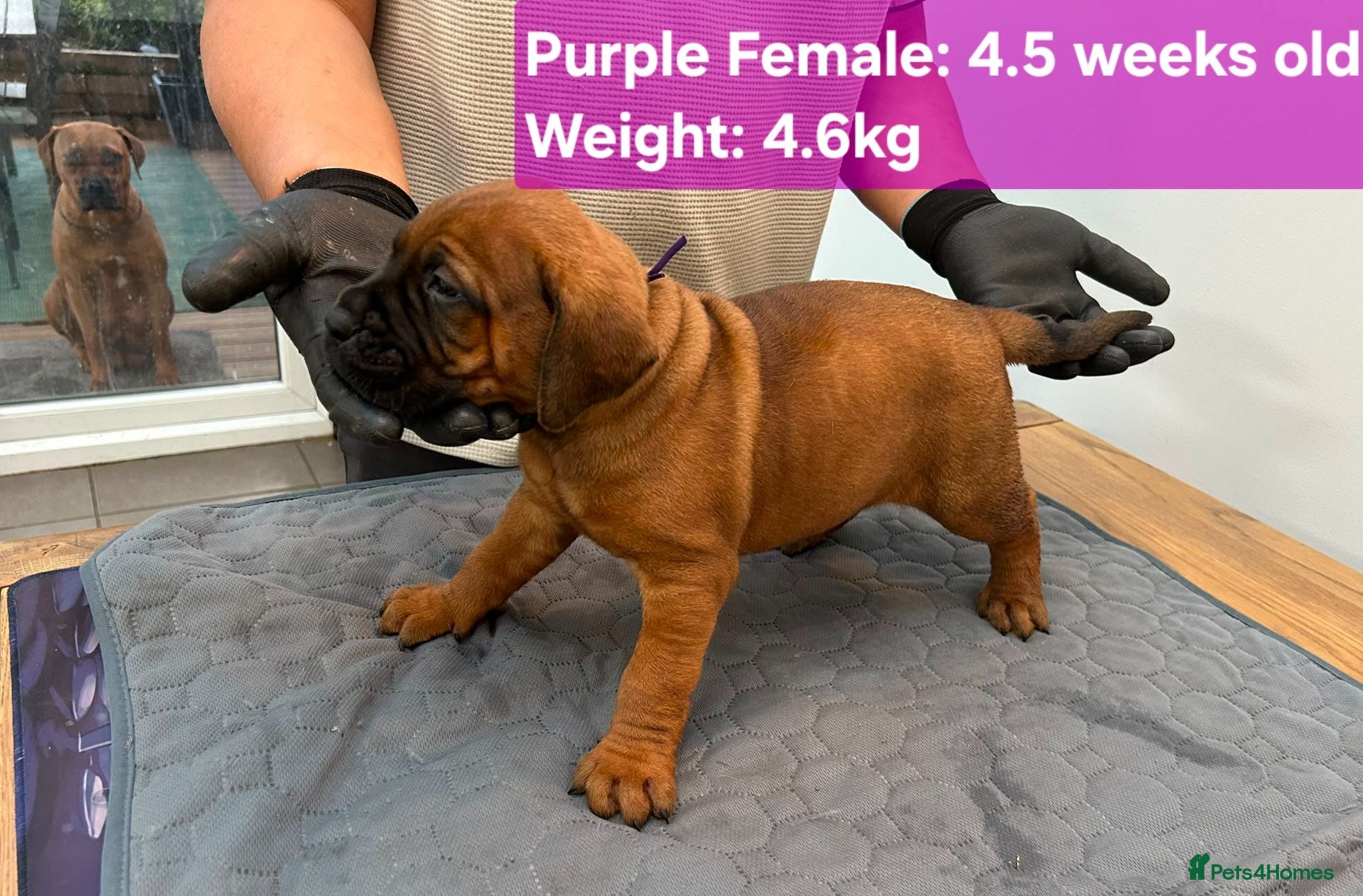 Boerboel dogs Boreboel (Bella) gave birth, 3 girls left - Advert 2