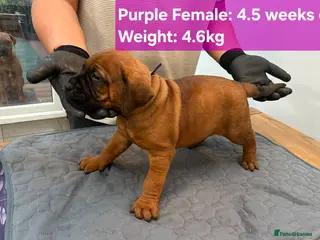 Boerboel dogs Boreboel (Bella) gave birth, 3 girls left - Advert 2