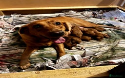 Labradoodle dogs for sale: Miniature Fox Red Labradoodles  - Image 19