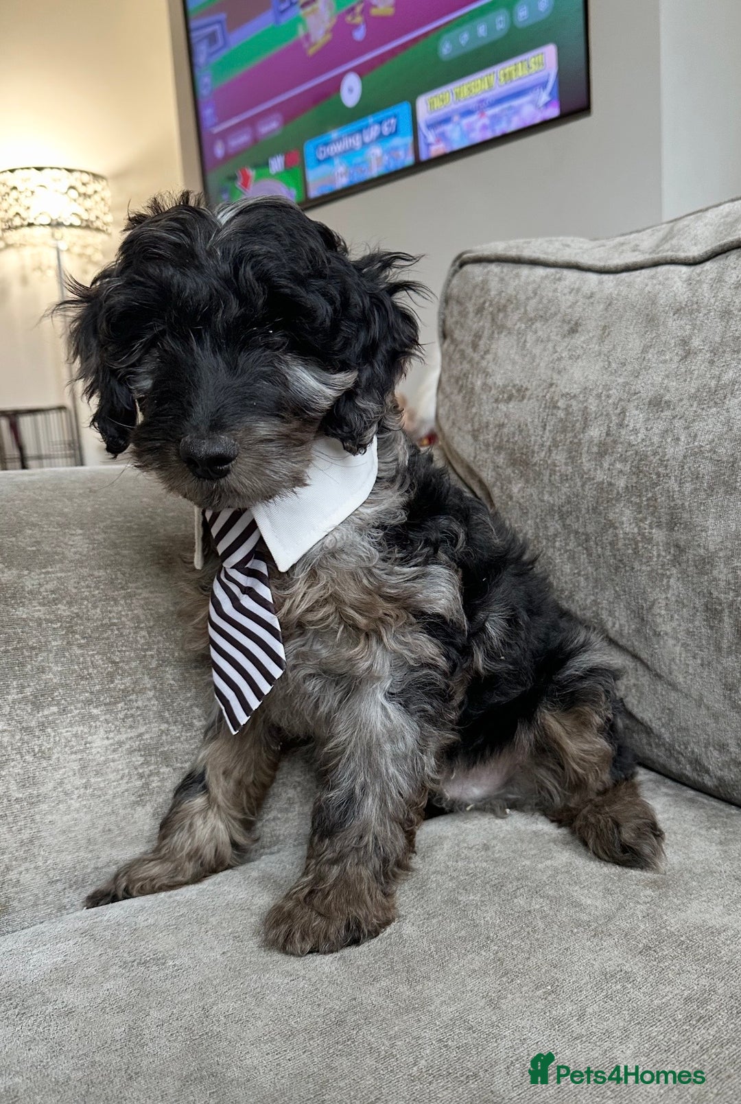 Cockapoo dogs for sale: Outstanding Cockapoos’s  - Advert 2