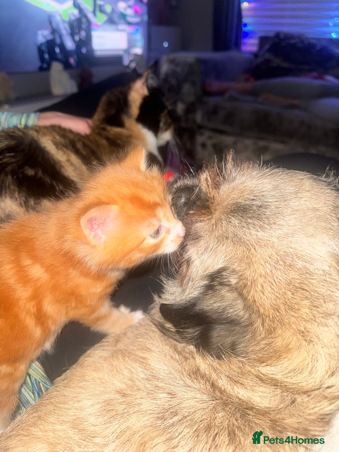 Mixed Breed cats for sale: Beautiful Male kitten  - Advert 4