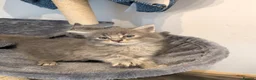 Mixed Breed cats for sale: Kittens  - Advert 21