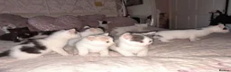 Mixed Breed cats for sale: 11 Adorable kittens 🐾 - Advert 24