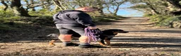 Mixed Breed dogs for adoption: Eddie - Translyvanian Hound  in Bideford - Advert 10