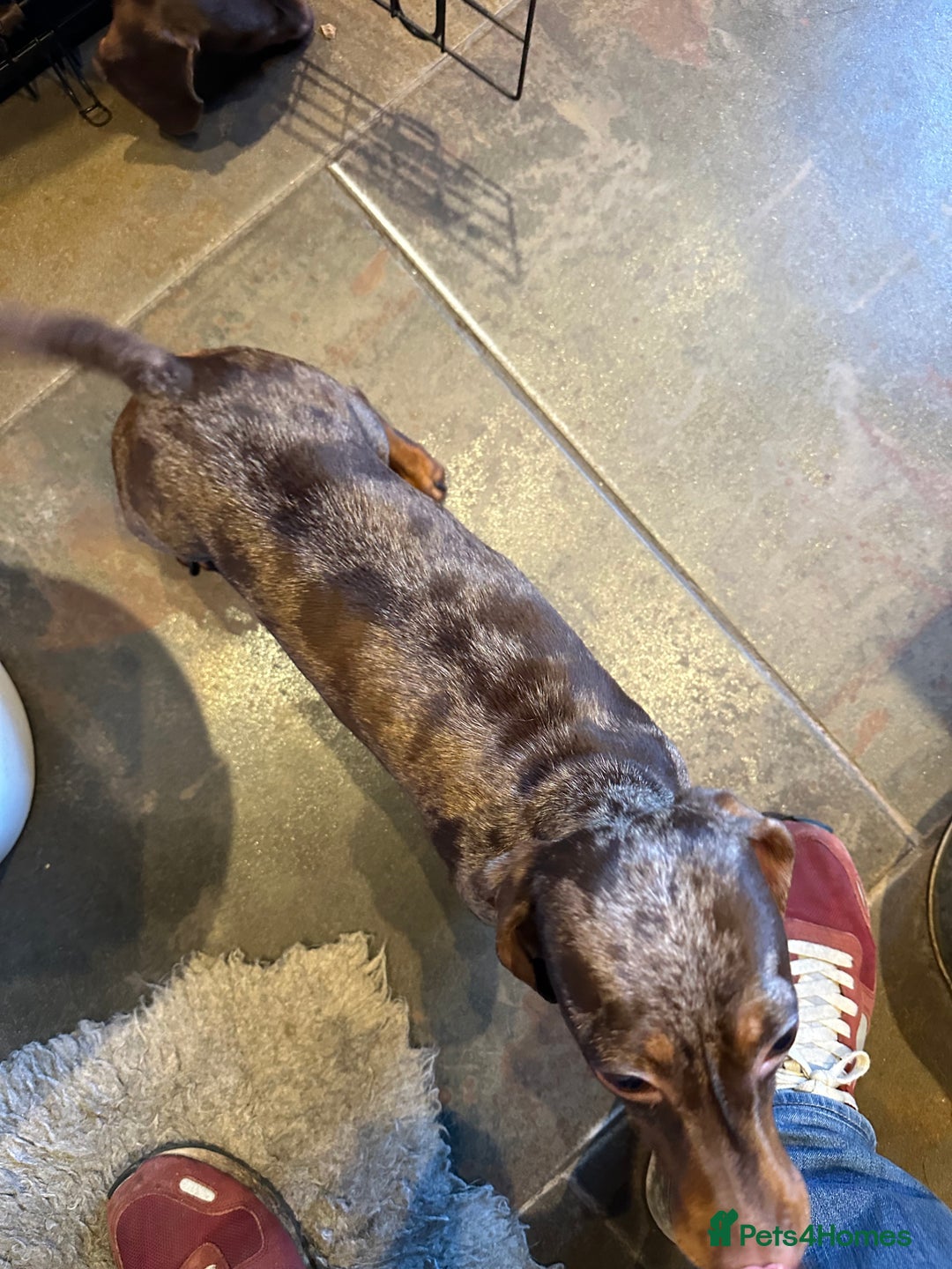 Miniature Dachshund dogs for sale: 2 Amazing Girls - Advert 5