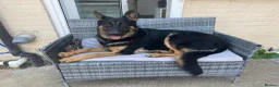 German Shepherd dogs for sale: 2 Year old German shepherd  in Havant - Advert 16