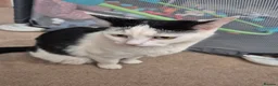 Mixed Breed cats for sale: Black and white Cat -£30 - Advert 3
