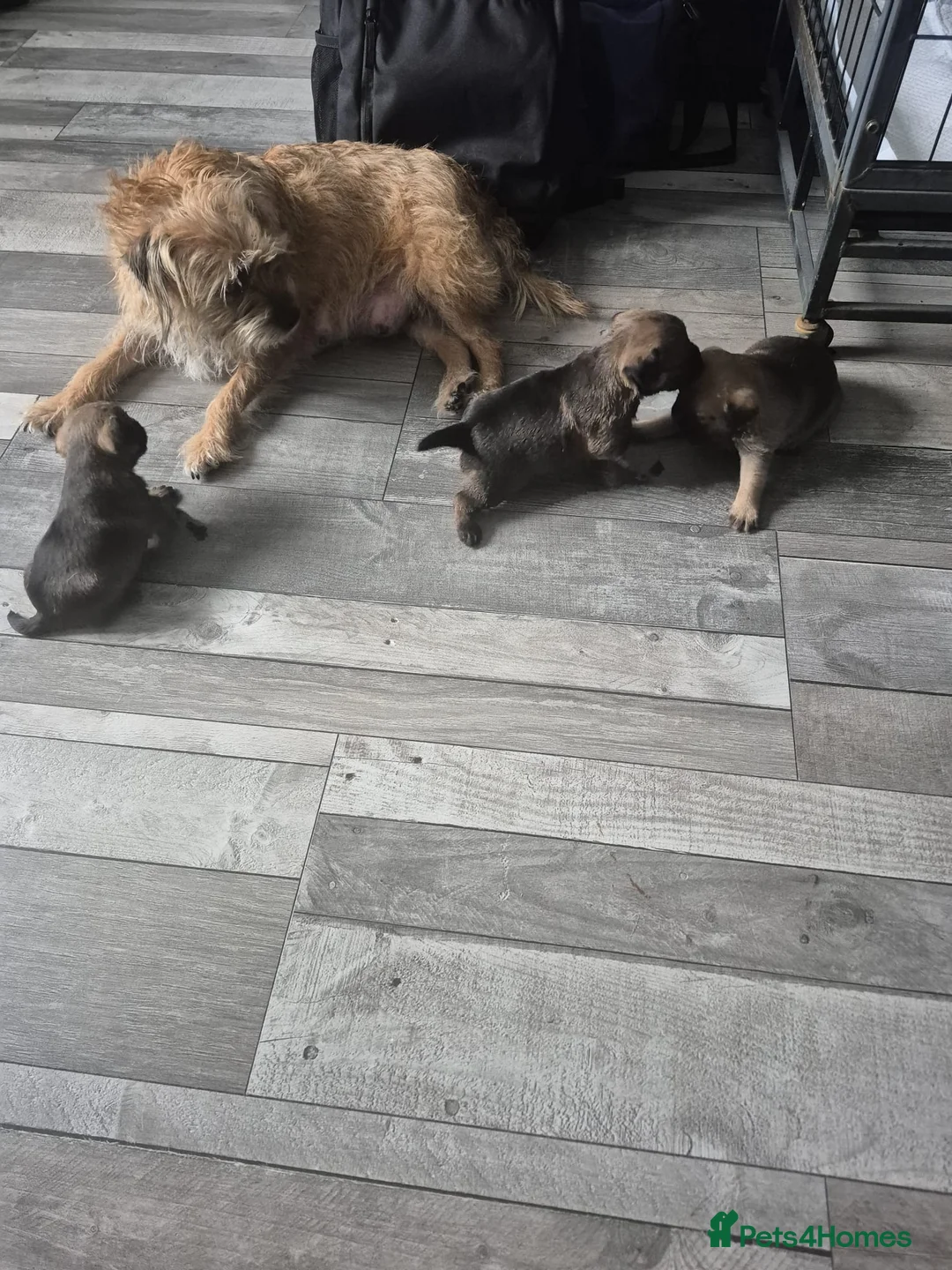 Border Terrier dogs for sale: Gorgeous Border Terrier puppies - Advert 4