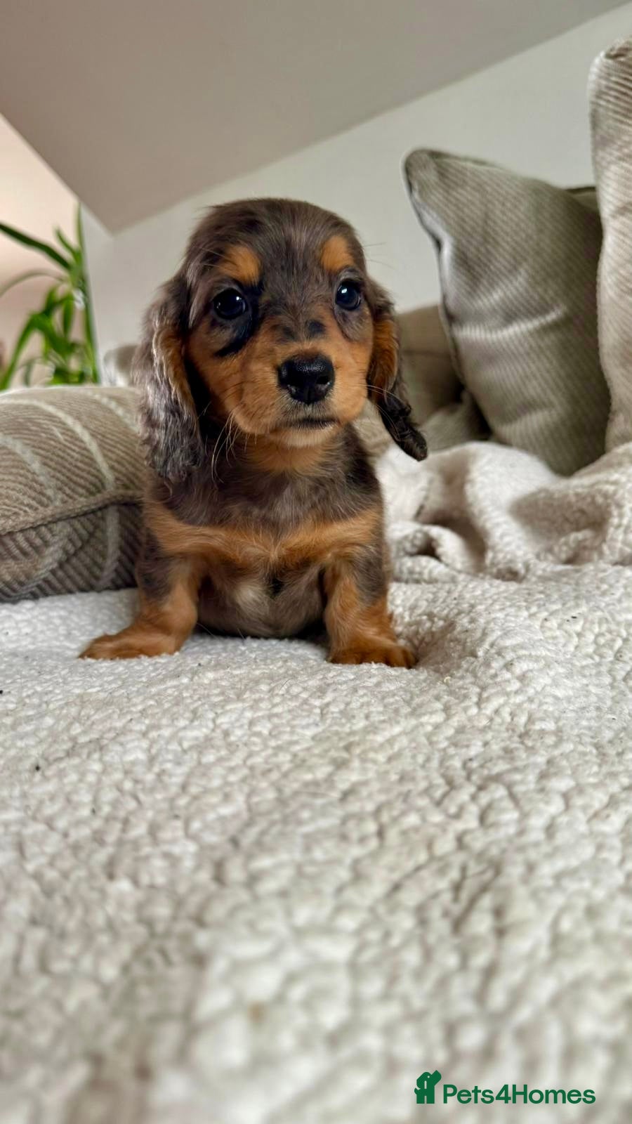 Dachshund dogs BEAUTIFUL MINI DACHSHUNDS PRA CLEAR & KC REG - Advert 2