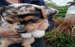 Jack Russell dogs for sale: Rare short legged Jack Russell puppies - Image 4