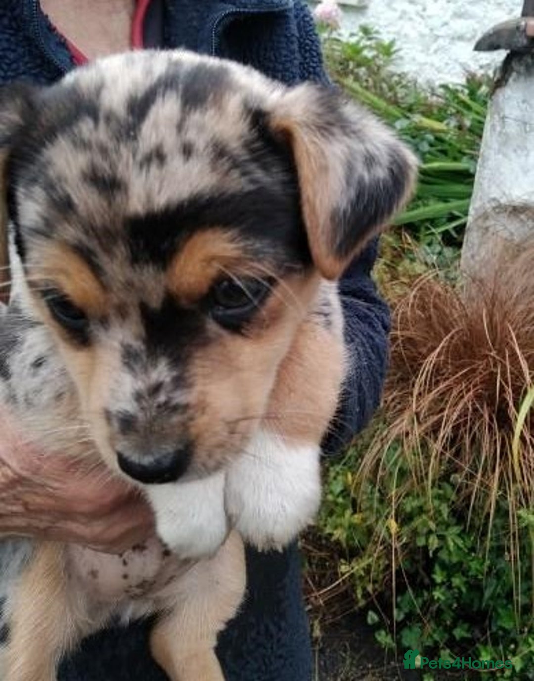 Jack Russell dogs for sale: Rare short legged Jack Russell puppies - Image 4