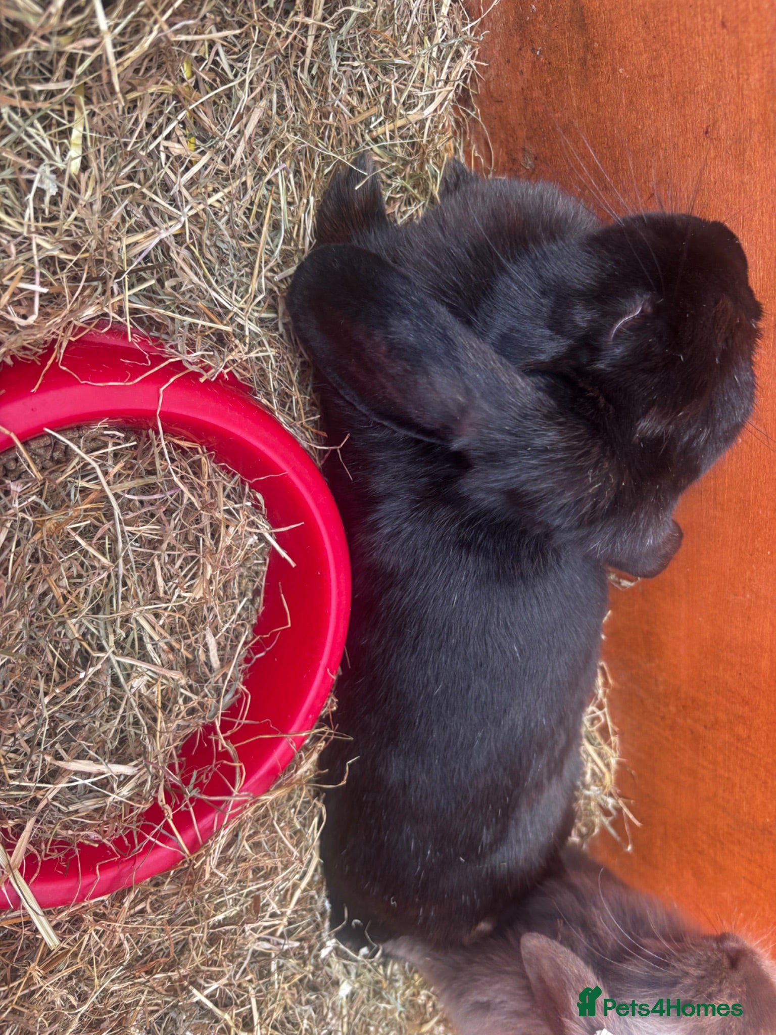 Mini Lion Lop rabbits Adult Mini Lion Lop Rabbit - Advert 18