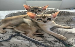 Abyssinian cats for sale: GCCF registered beautiful Abyssinian kittens - Image 2