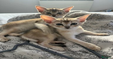 Abyssinian cats - Advert 2