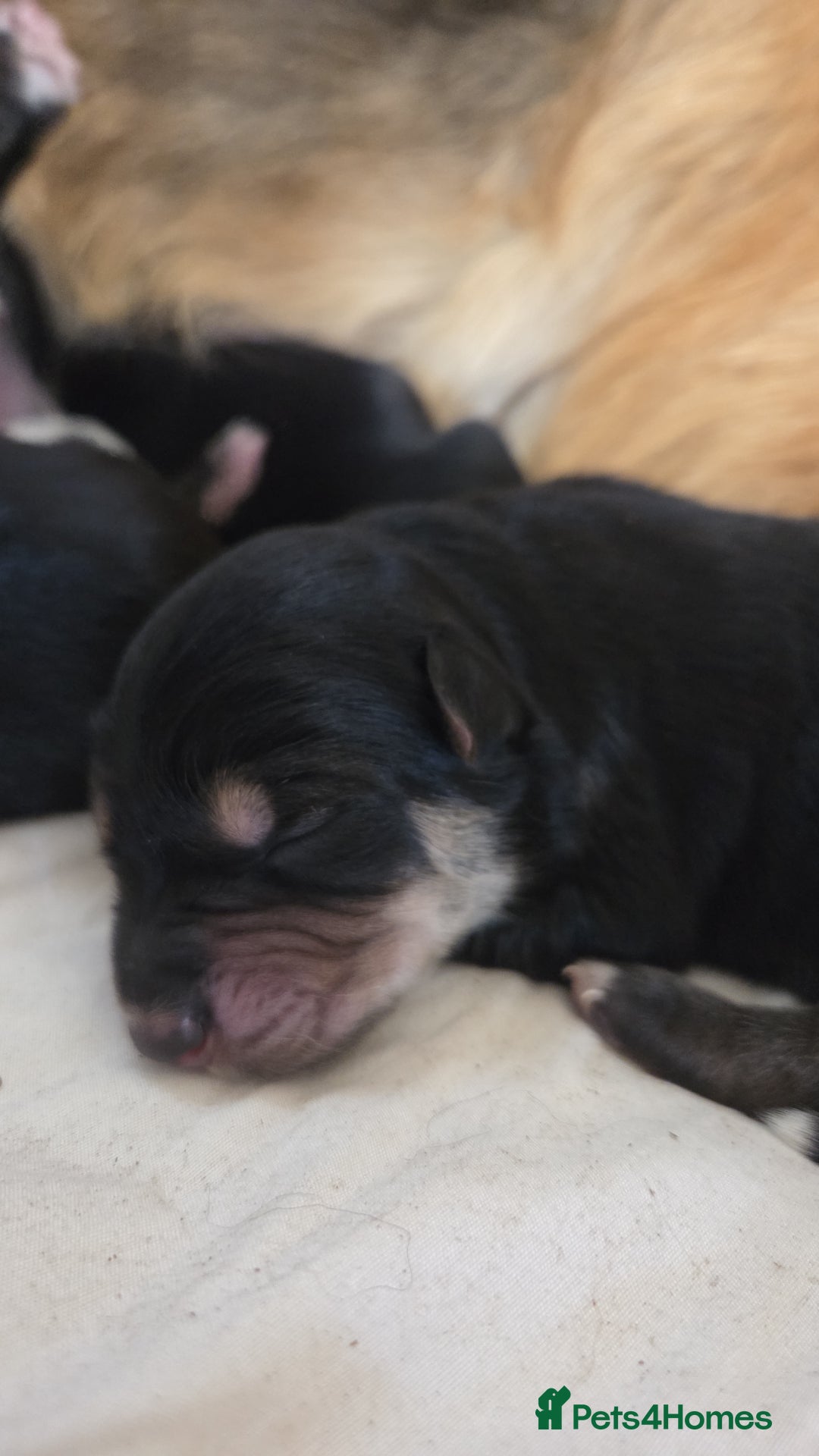 Mixed Breed dogs for sale: Shollies  - Image 2
