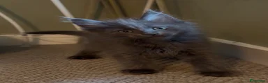 Maine Coon 2 read carefully umbilical hernia