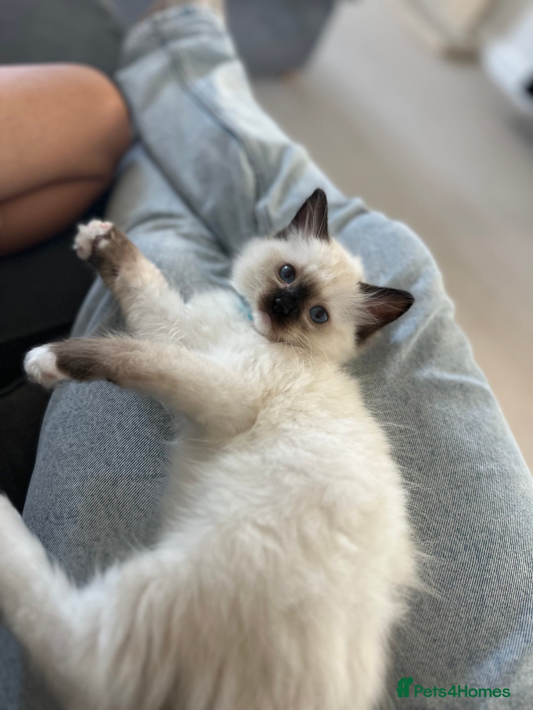 Ragdoll cats for sale: 🐾 LAST MALE RAGDOLL AVAILABLE READY TO GO💕 in Taunton - Image 10