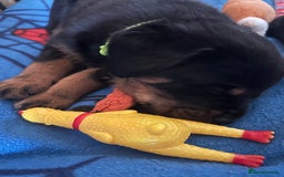 Rottweiler dogs for sale: Beautiful Rottweiler pups  - Image 39