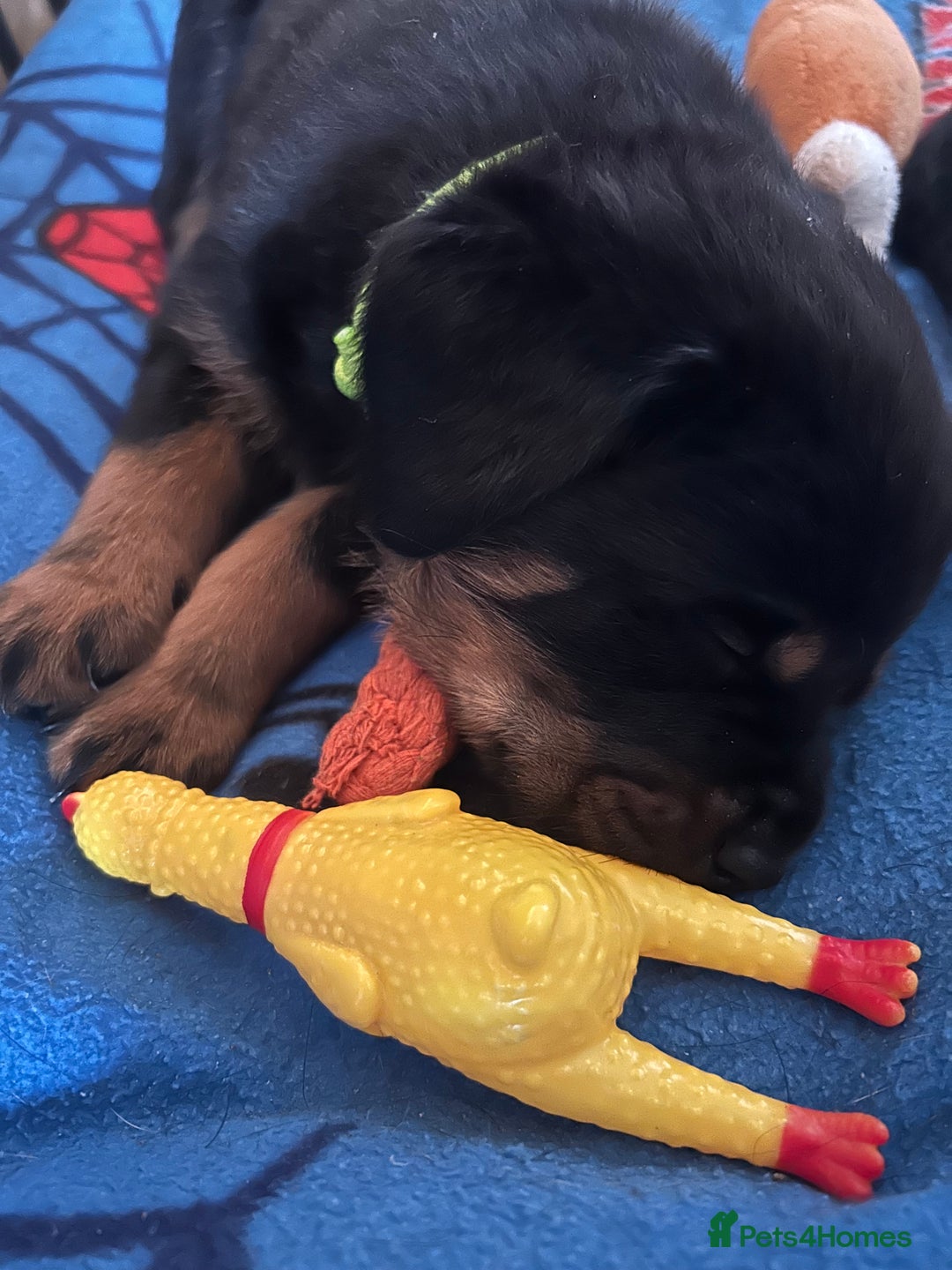 Rottweiler dogs for sale: Beautiful Rottweiler pups  - Image 39