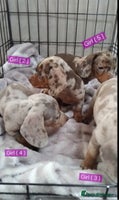 Miniature Dachshund dogs - Advert 2