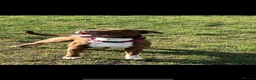 Staffordshire Bull Terrier dogs for stud: Bear  in Perth - Advert 5