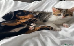 Domestic Shorthair cats for sale: 15 week old female kitten - Image 2