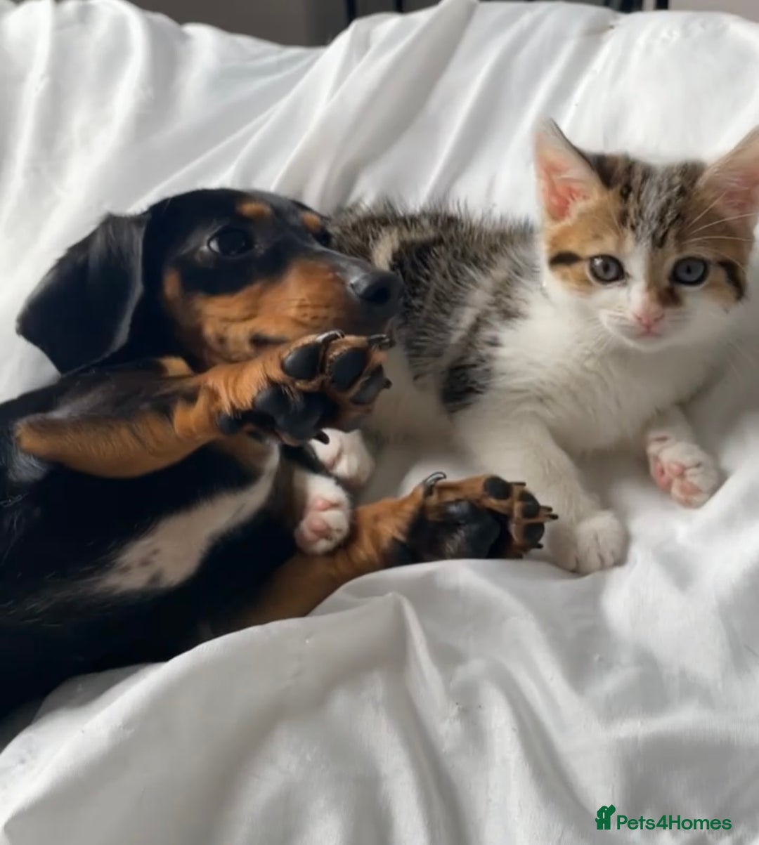 Domestic Shorthair cats for sale: 15 week old female kitten - Image 2