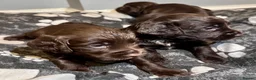 Cocker Spaniel dogs for sale: Cocker Spaniel Puppies - Advert 15