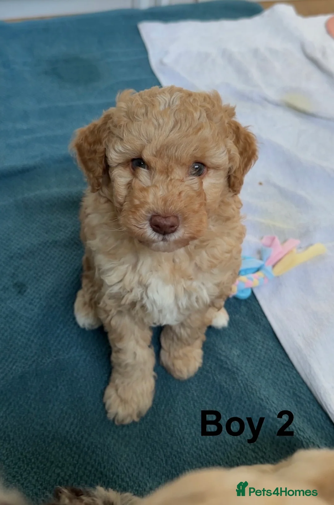 Cavapoo dogs for sale: 💥ONE BOY LEFT💥 F1B Cavapoo Puppies - Advert 28