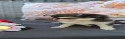 Chihuahua dogs for sale: Rare chihuahua husky markings for sale - Advert 10