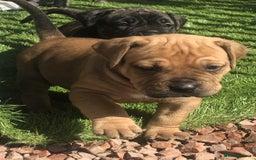 Mastiff dogs for sale: Boerboel x pressa - Image 1