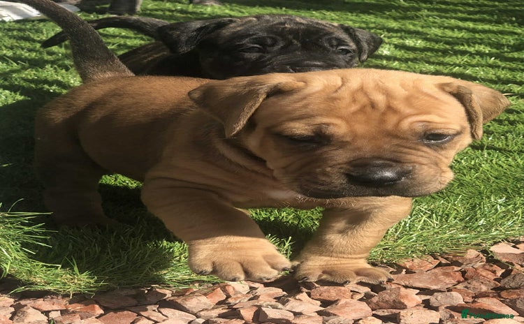 Mastiff dogs - Advert 1