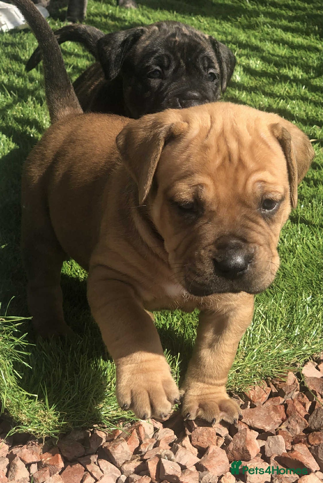 Mastiff dogs for sale: Boerboel x pressa - Image 1