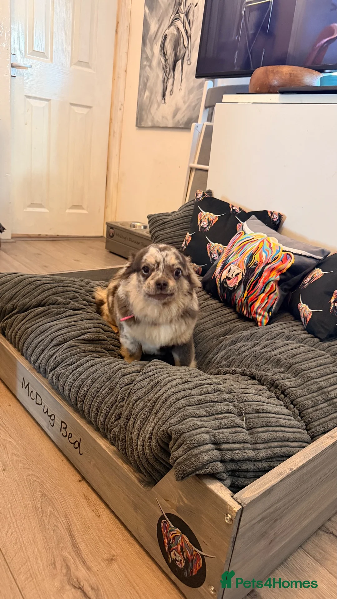 Mixed Breed dogs for sale: 4 dogs available due to reducing lines - Advert 4