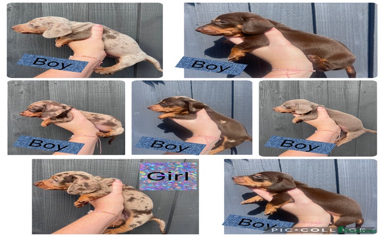 Dachshund dogs - Advert 2