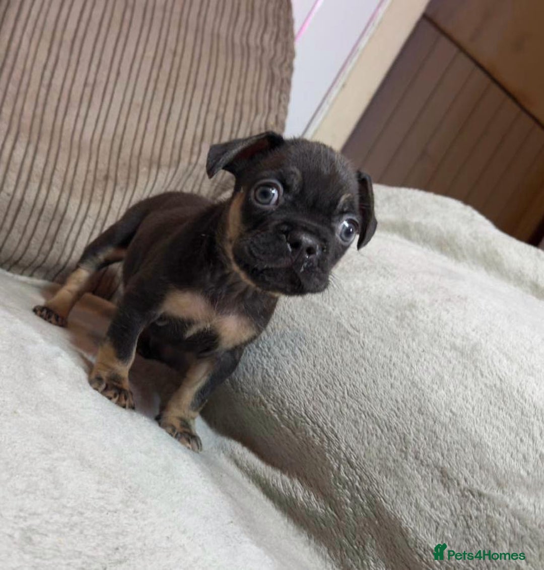 French Bulldog dogs for sale: Beautiful French bulldog Puppies 💪🏽 - Advert 4