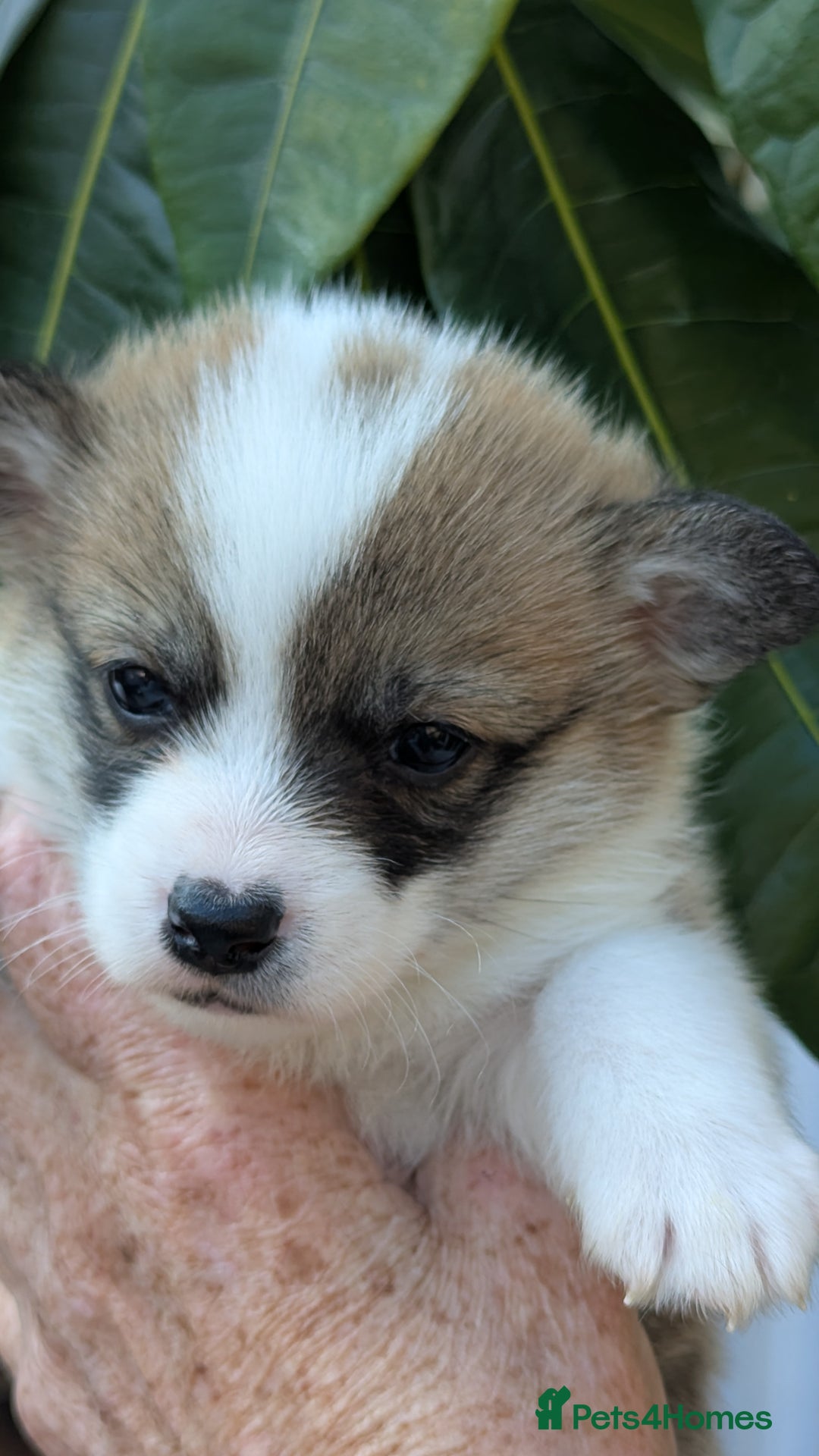 Welsh Corgi Pembroke dogs for sale: Champion line corgi puppies health tested parents  - Image 8