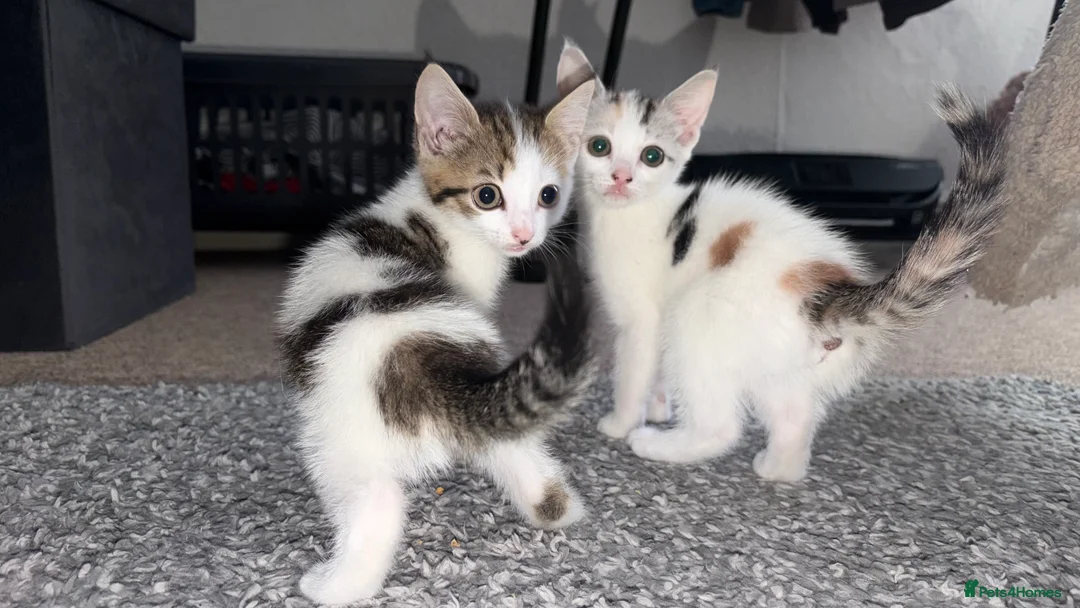 Mixed Breed cats for sale: Two Female Kittens  - Advert 2