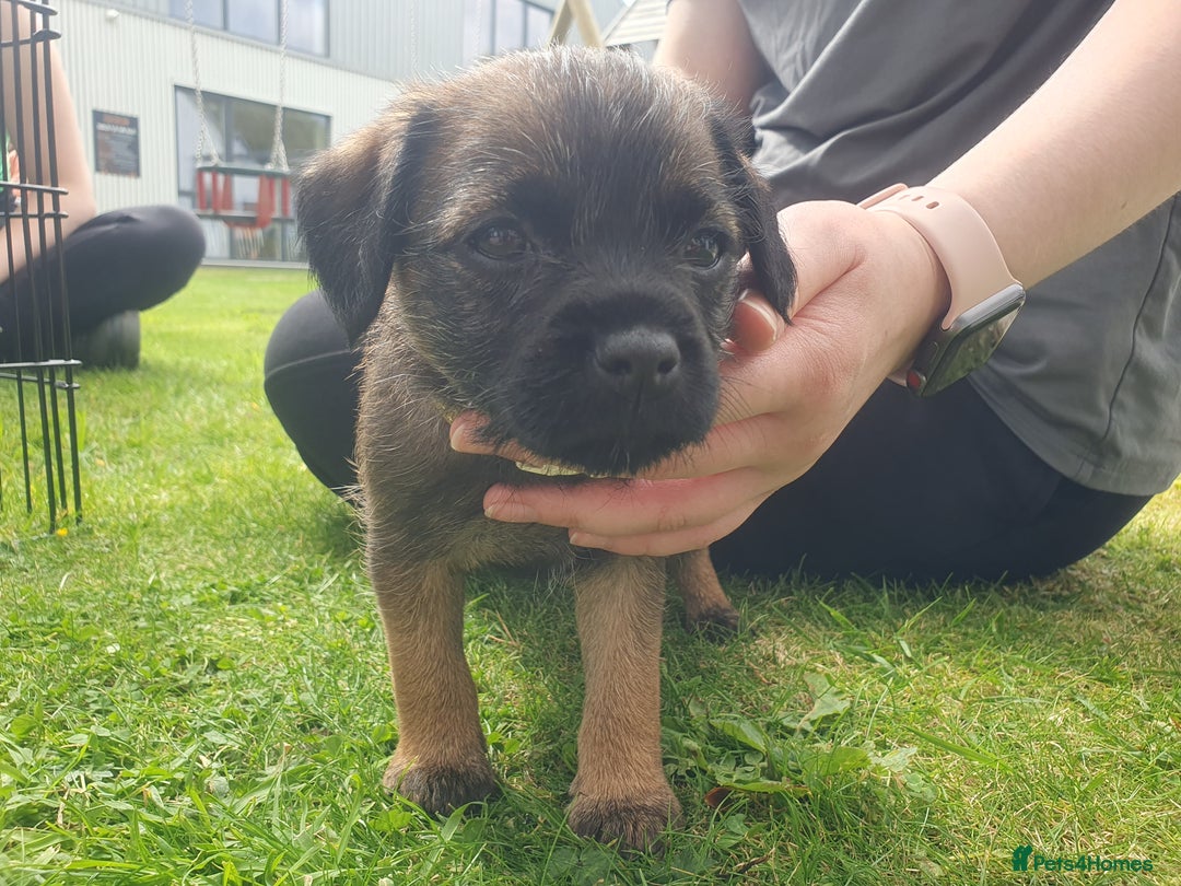 Border Terrier dogs for sale: Outstanding Litter of Border Terriers - Image 4