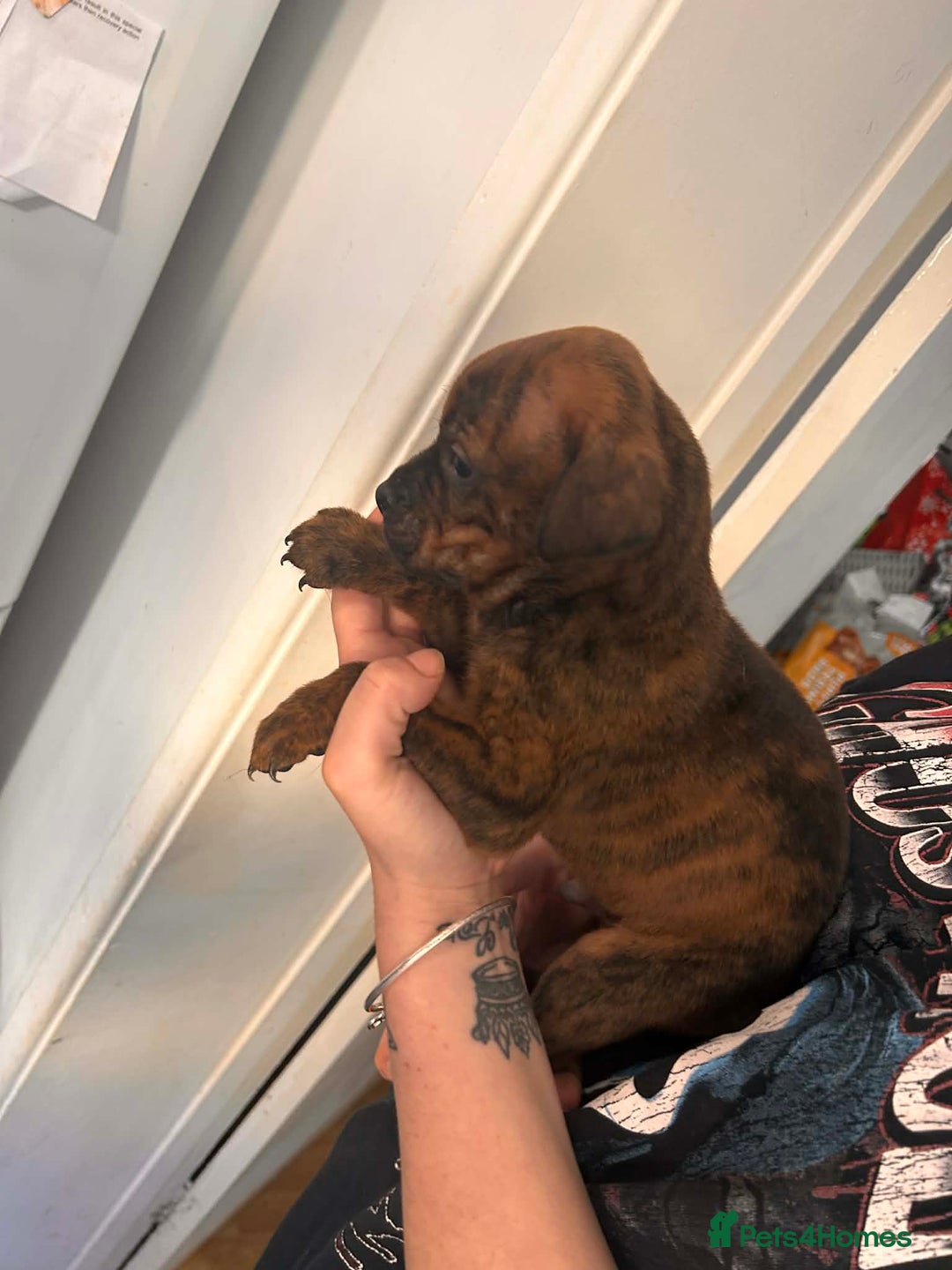 Mixed Breed dogs for sale: Beautiful Rottweiler x bullmastiff puppies - Advert 16