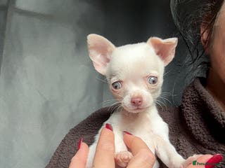 Chihuahua dogs ** mall tiny chihuahua puppy READY TO LEAVE - Advert 16