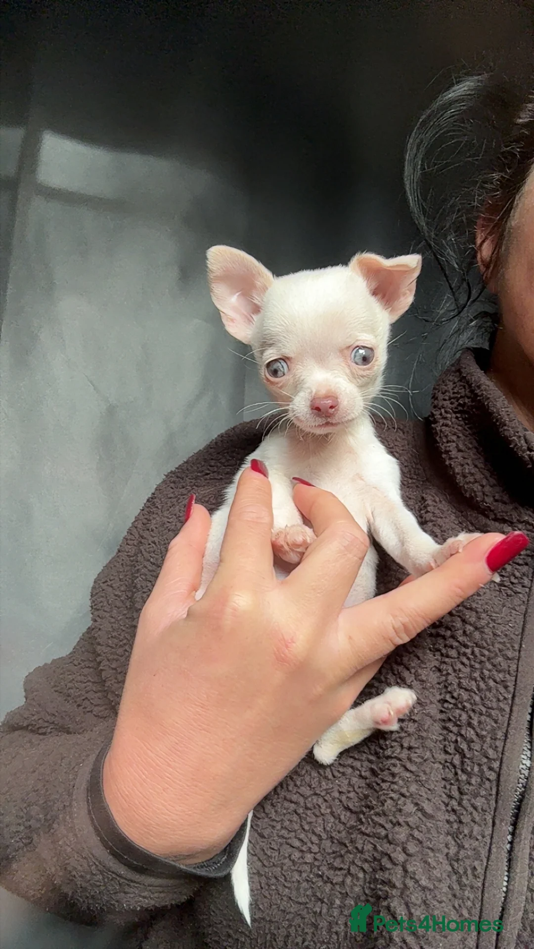 Chihuahua dogs for sale:   ** mall tiny chihuahua puppy READY TO LEAVE - Advert 1
